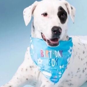 NEW Birthday Boy Dog Bandana